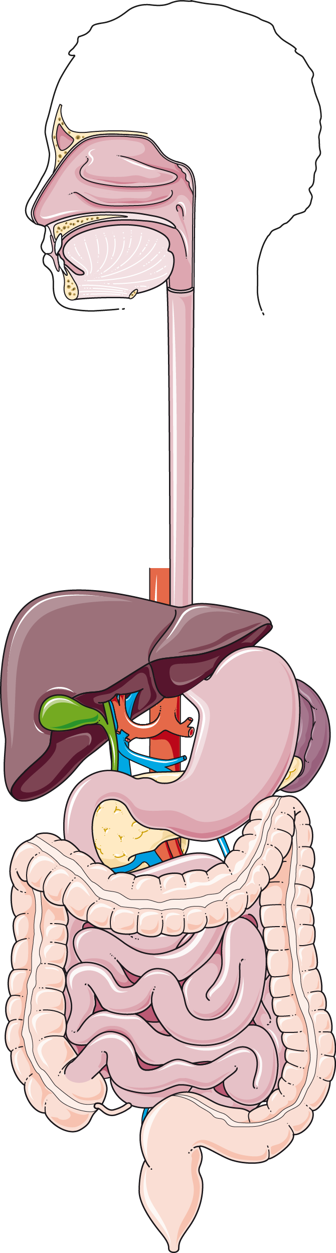 Supports Gut Health (image credits: wikimedia)