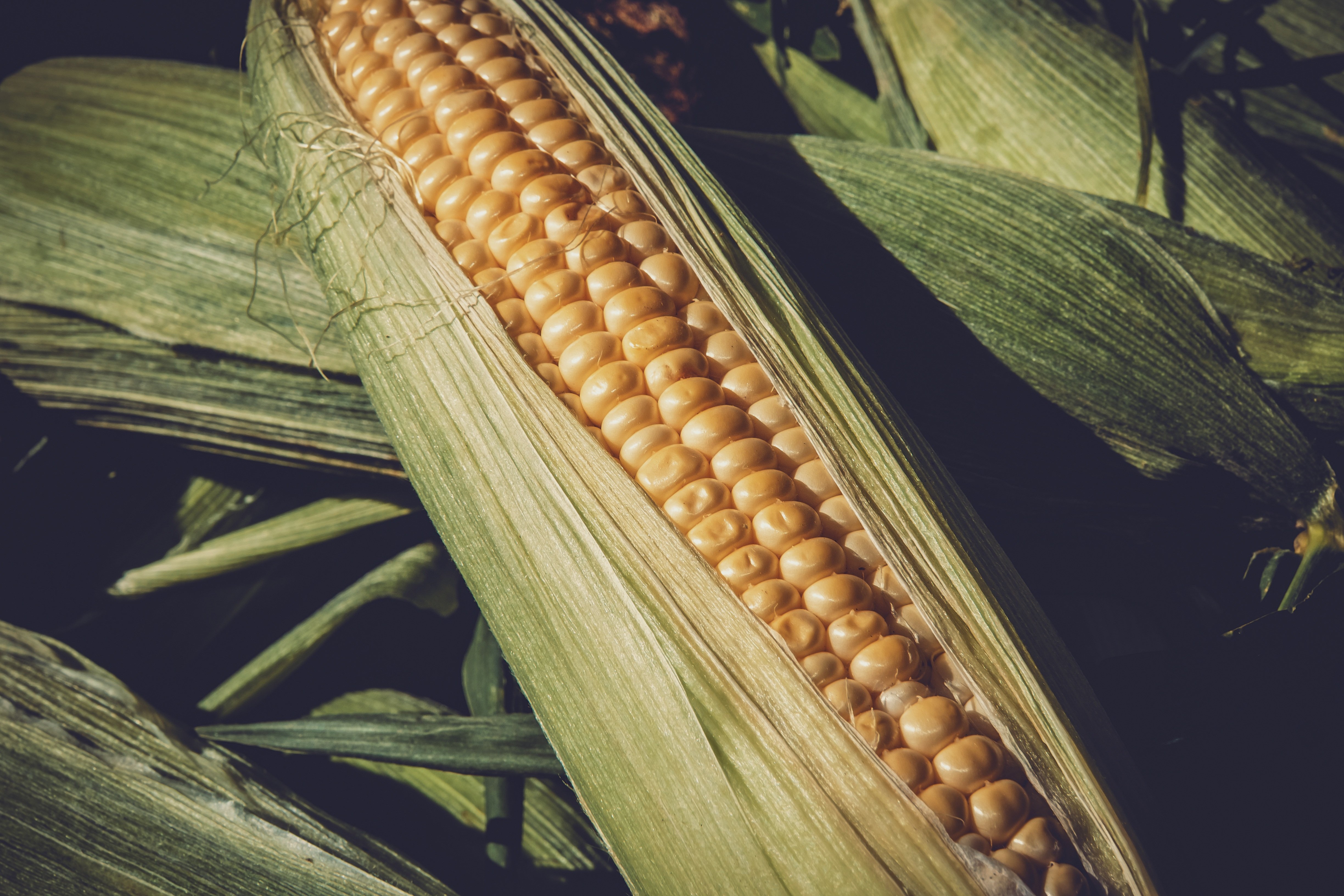 Corn: A Sweet Surprise (image credits: wikimedia)