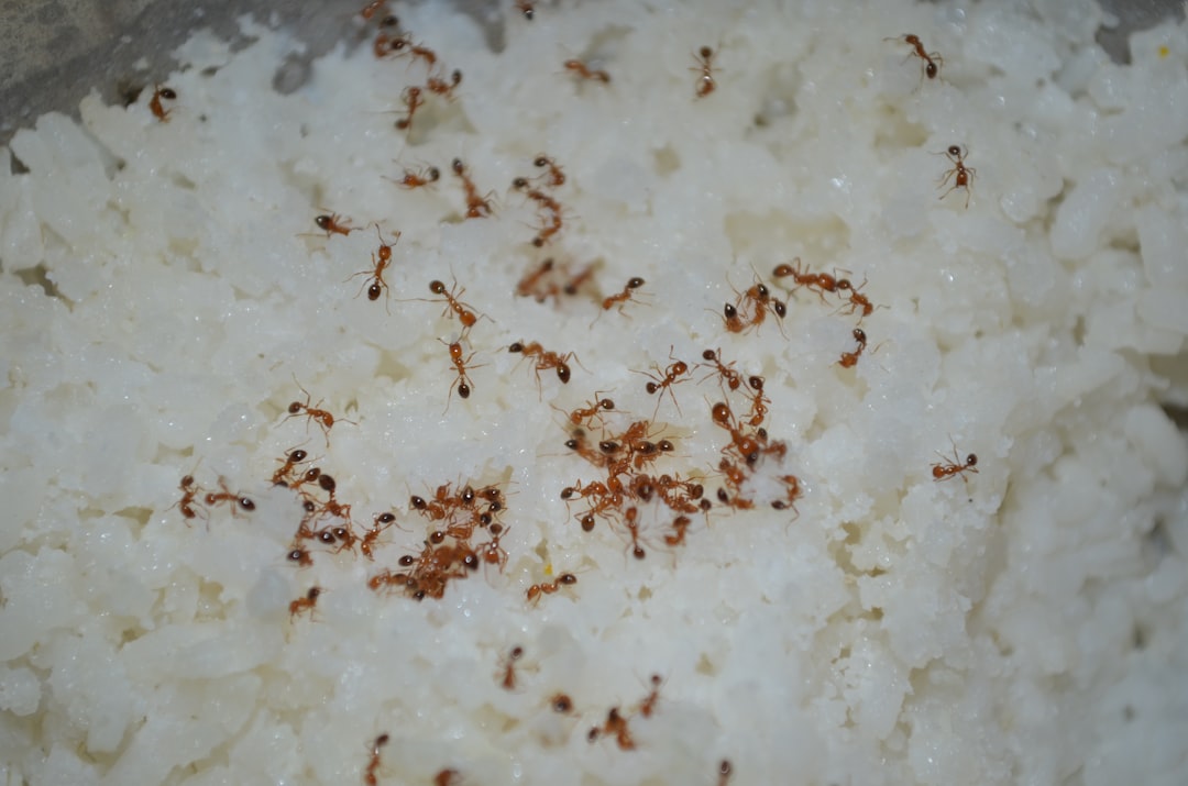 Rice: The Silent Killer in Your Microwave (image credits: unsplash)