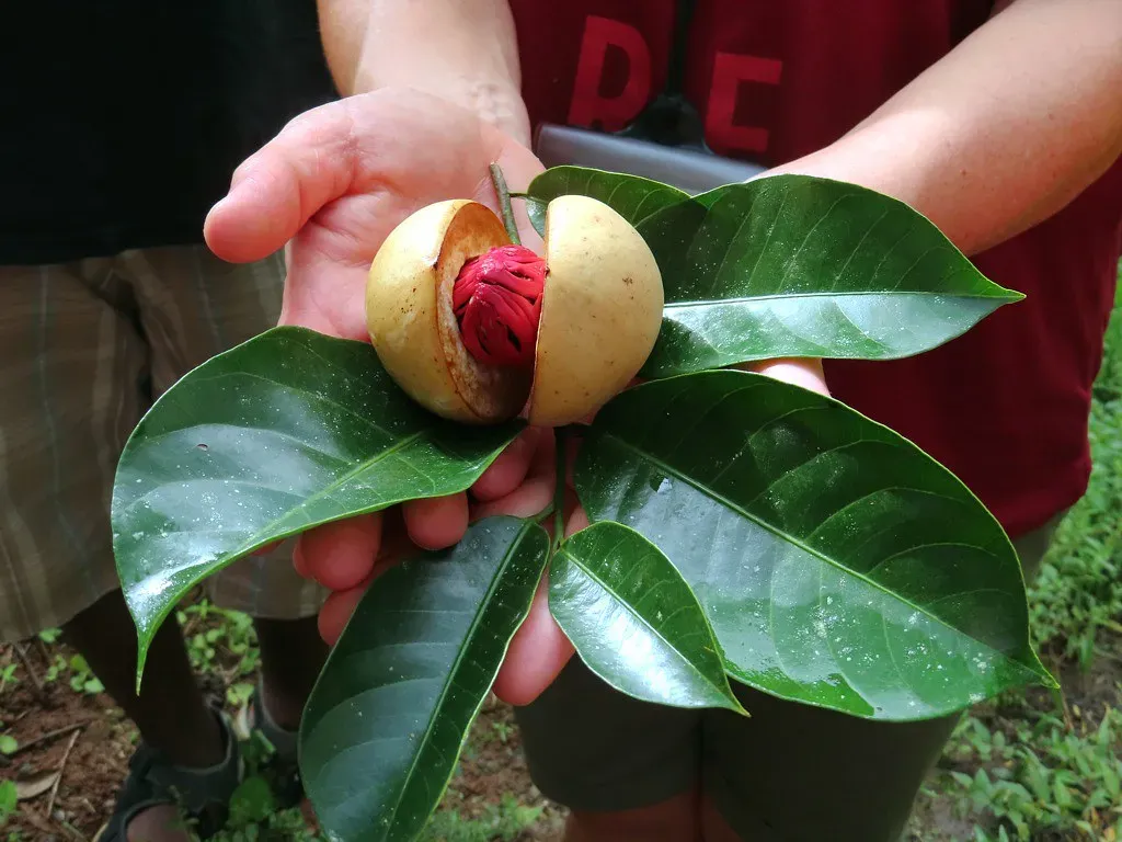 The Blood-Soaked History of Nutmeg (D-Stanley, Flickr, CC BY 2.0)