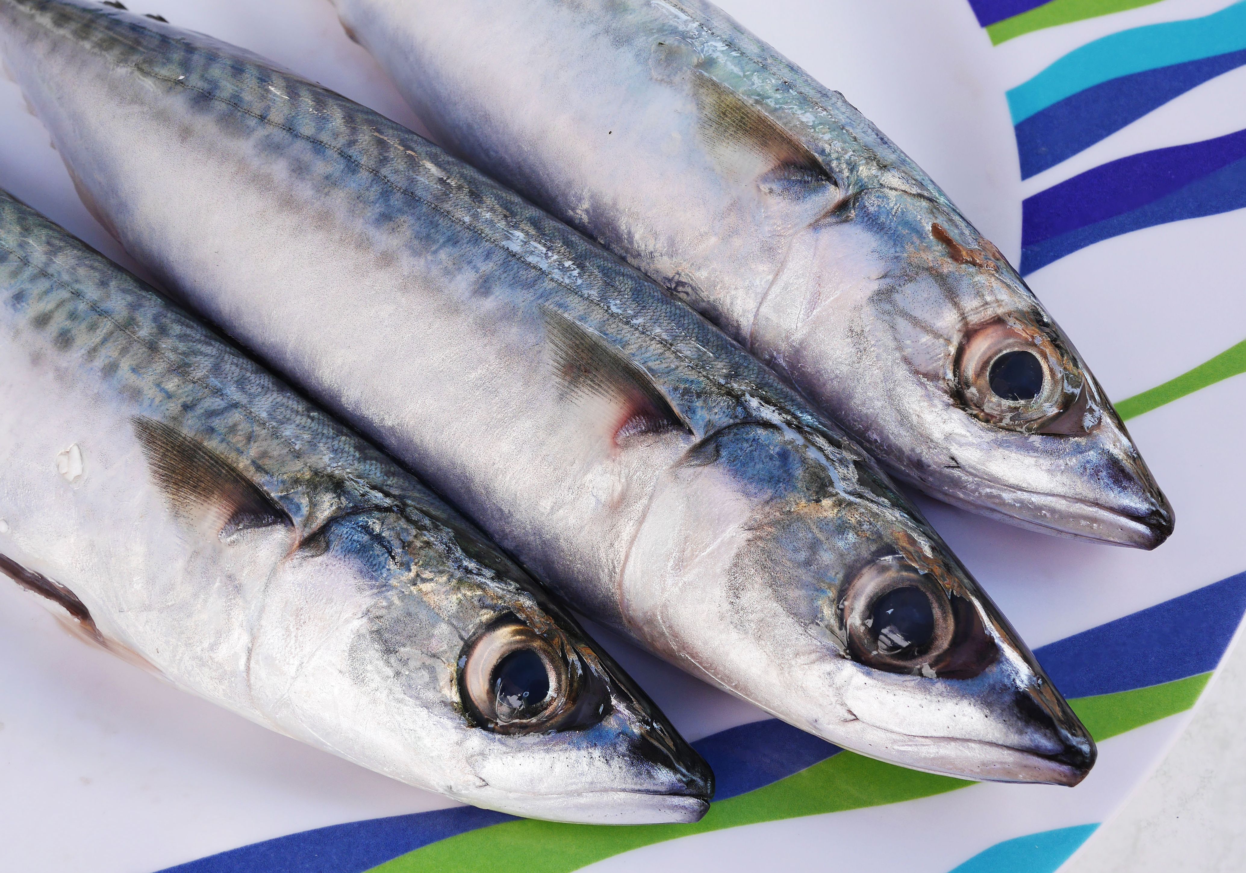Mackerel: A Nutrient-Dense Choice (image credits: wikimedia)