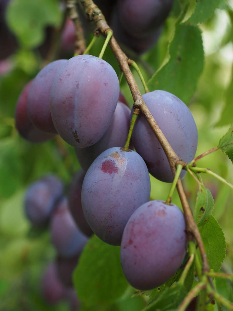 Plums: Tart but Sugary (image credits: rawpixel)
