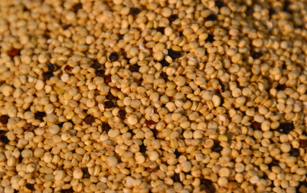 Quinoa - The Protein-Rich Pretender (image credits: flickr)