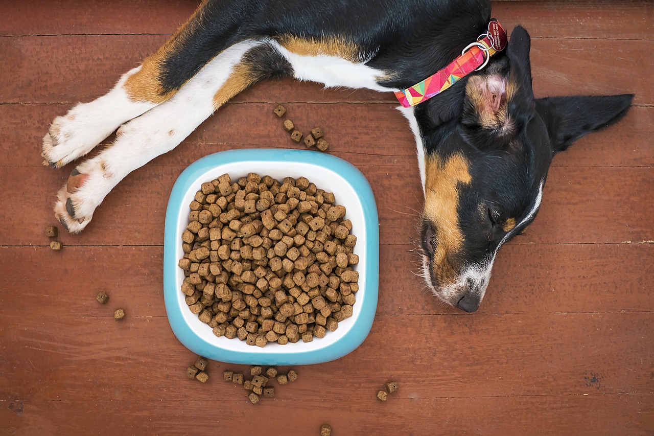 Homemade Treats: The Risk of Overfeeding (image credits: pixabay)