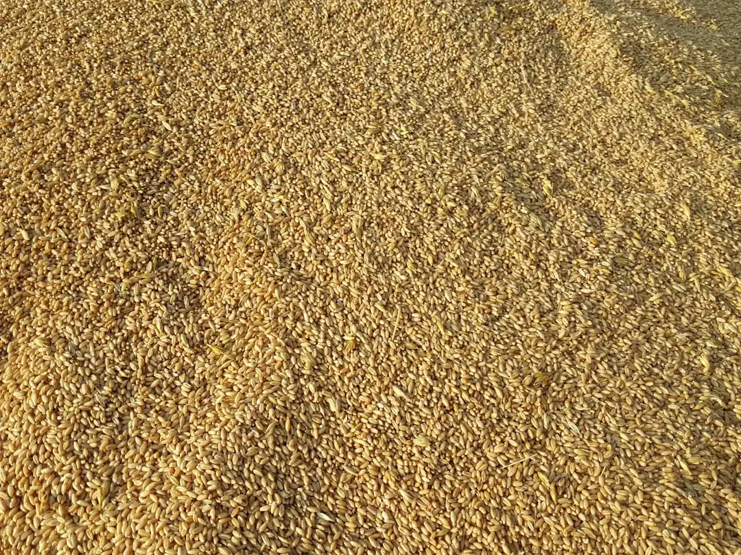Taurus: Ancient Grains and Comfort Nutrition (Image Credits: Unsplash)