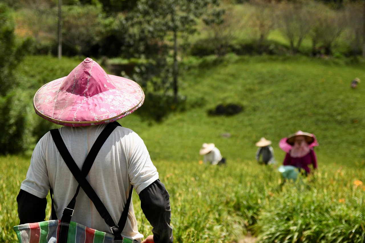 The Chef-Farmer Relationship (image credits: pixabay)