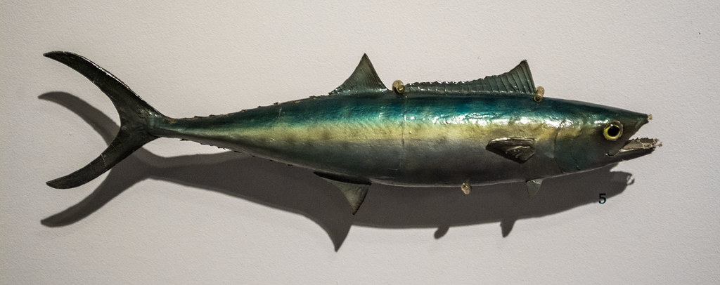 King Mackerel - Mercury Concerns Override Benefits (image credits: flickr)