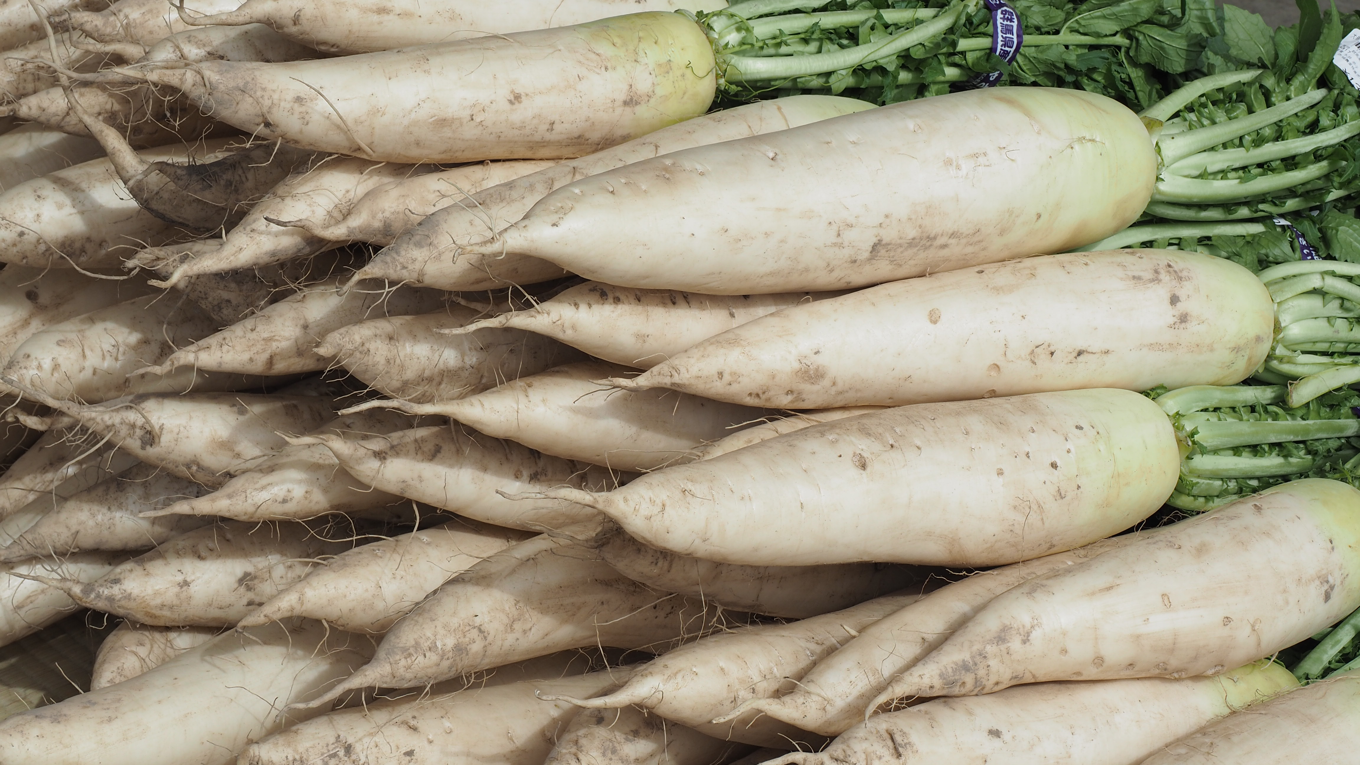 Daikon: The Mild Asian Favorite (image credits: wikimedia)