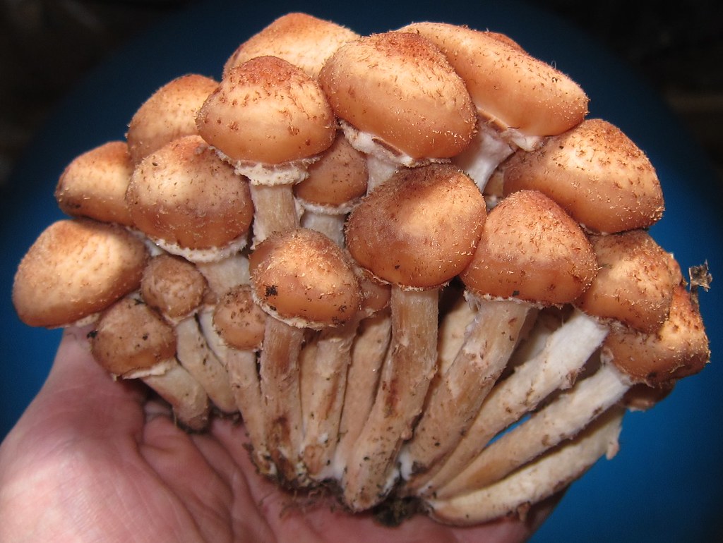 Mushrooms: The Fungi That Don't Need a Shower (image credits: flickr)