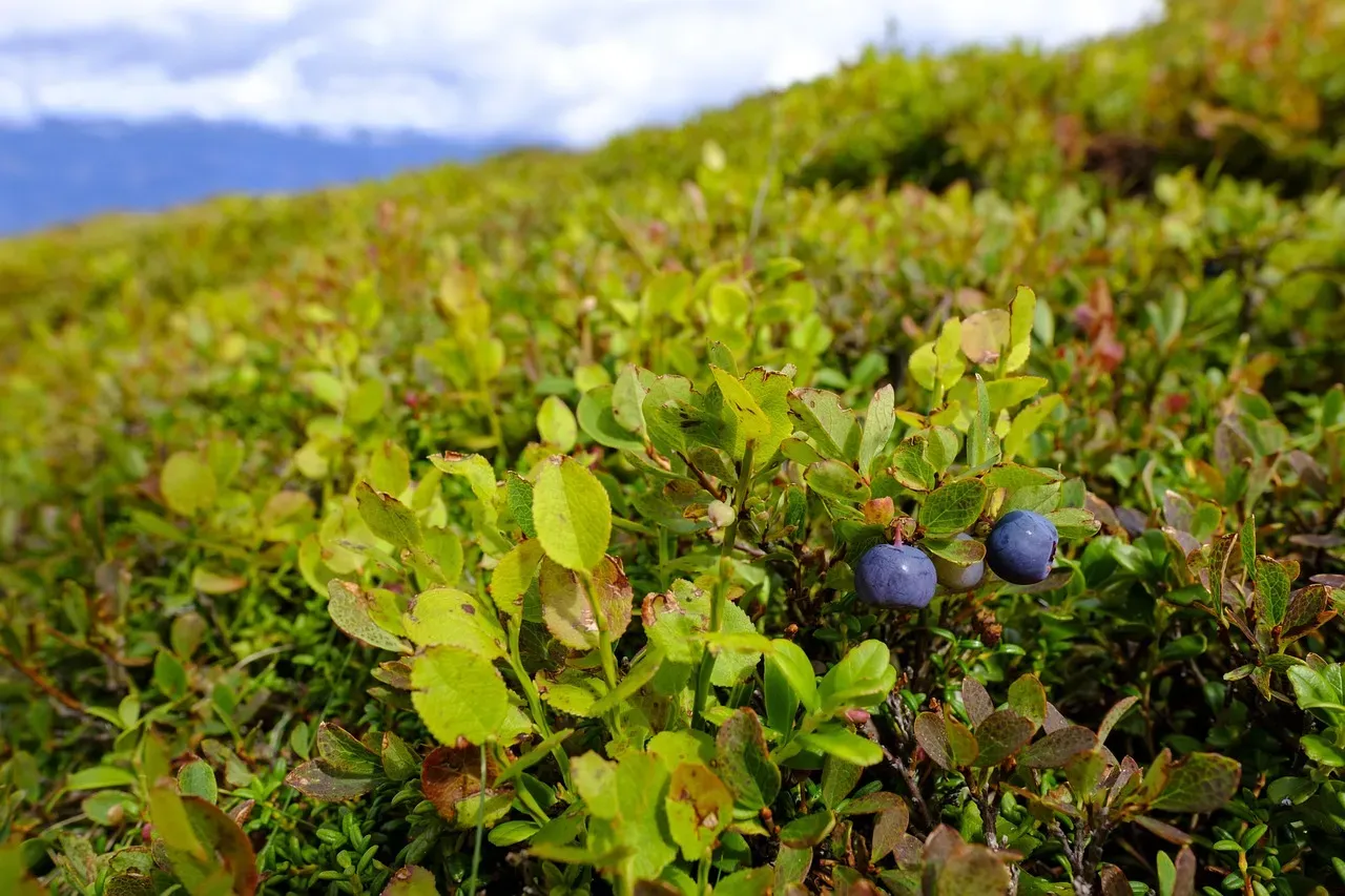 Wild Blueberries: The Everyday Powerhouse (Image Credits: Pixabay)