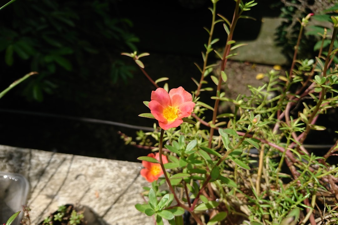 Purslane (image credits: unsplash)