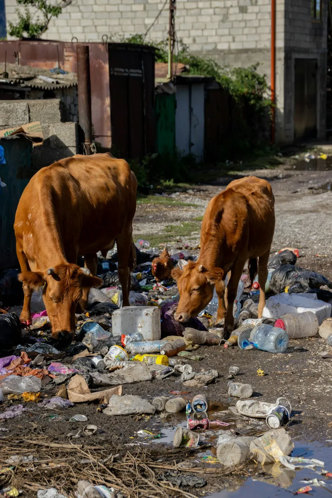 Why This Matters Beyond Your Kitchen (Image Credits: Unsplash)