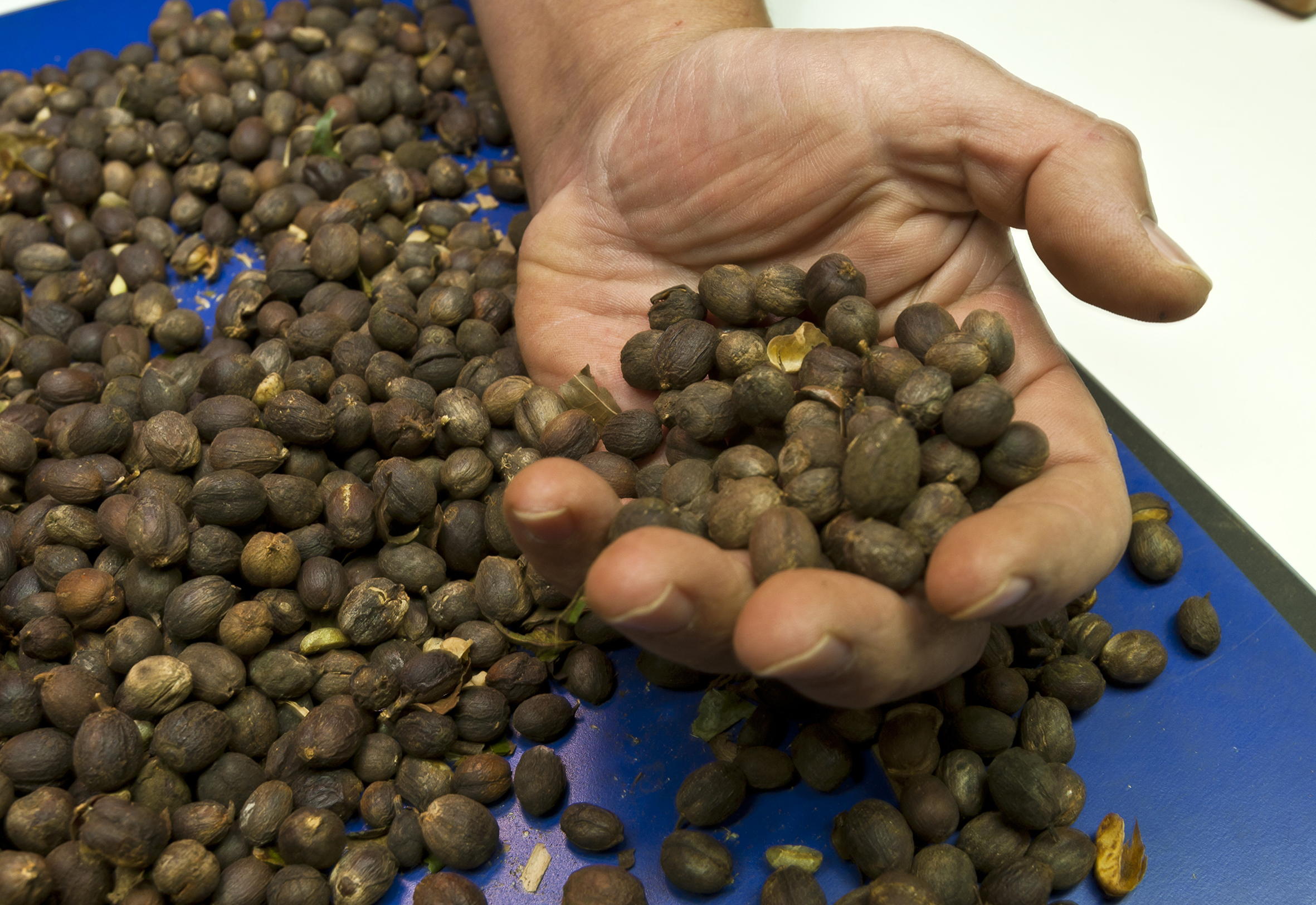The Rise of $50-a-Pound Coffee Culture (image credits: wikimedia)