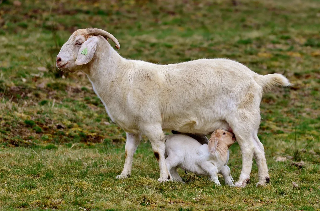 #3 - Goat Milk: The Digestibility Dark Horse (Image Credits: Pixabay)