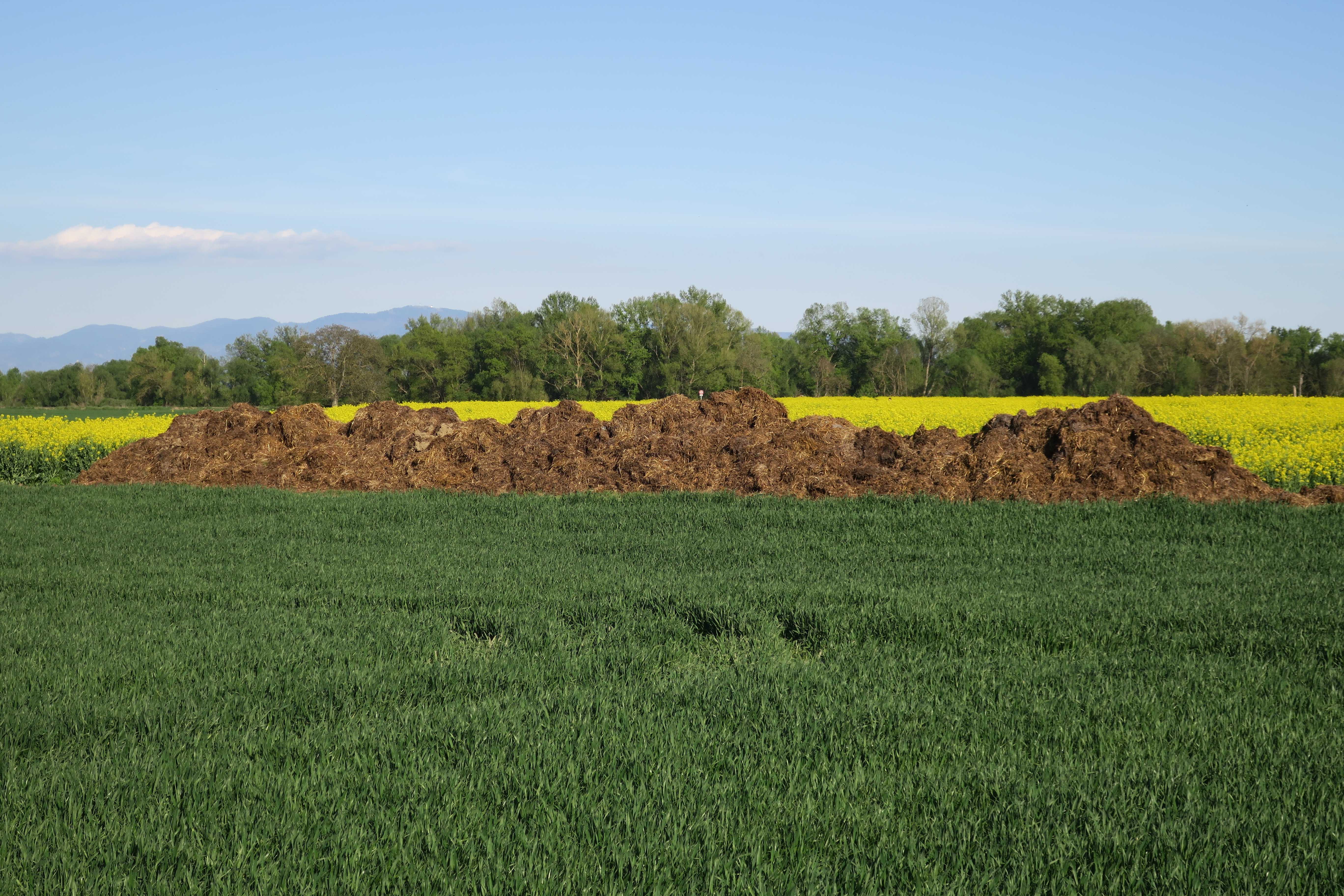 Natural Fertilizers: Less Efficient, Sometimes More Polluting (image credits: wikimedia)