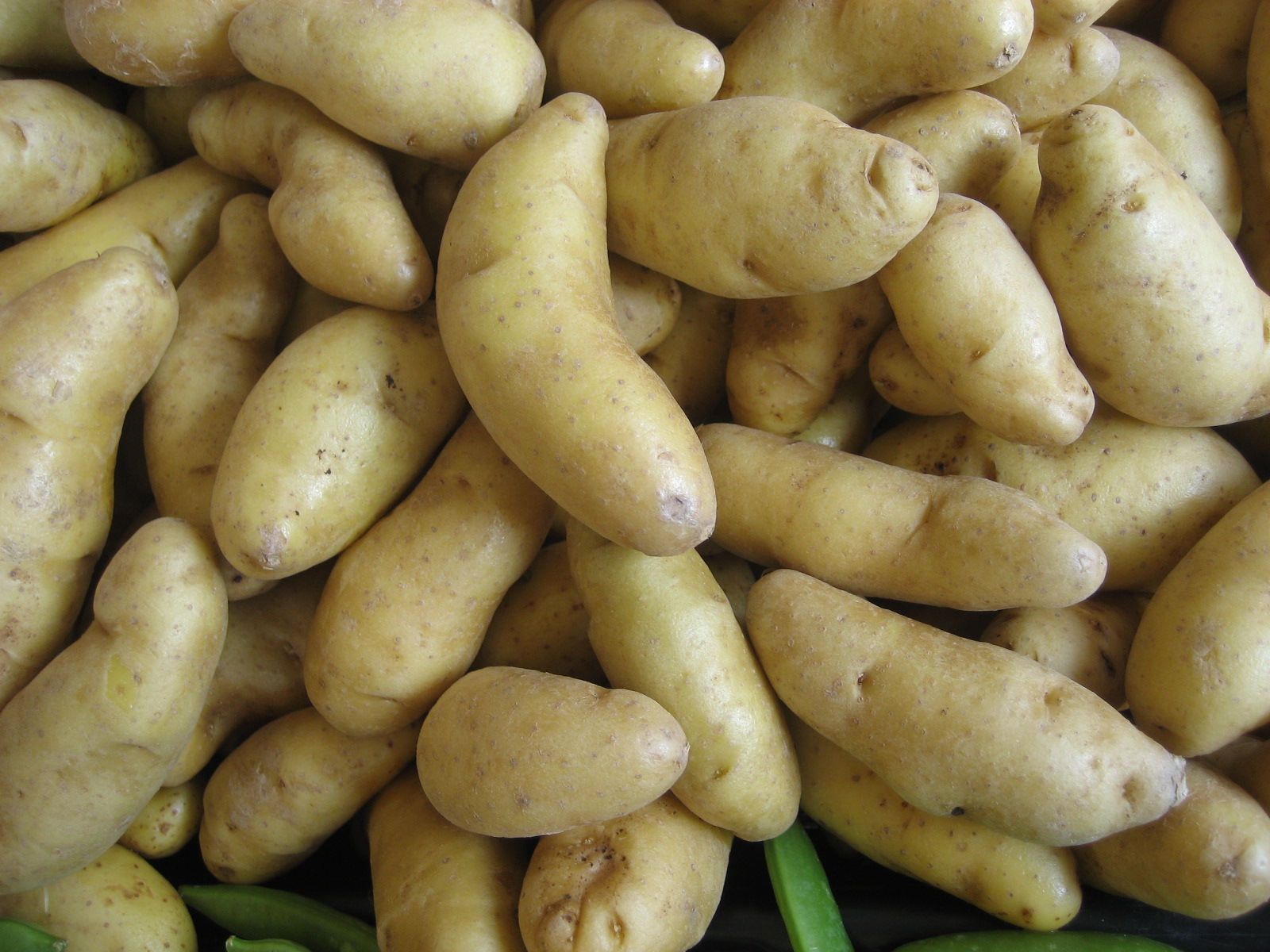 Russian Banana Fingerling Potatoes: The Crescent Gems (Image Credits: Wikimedia)