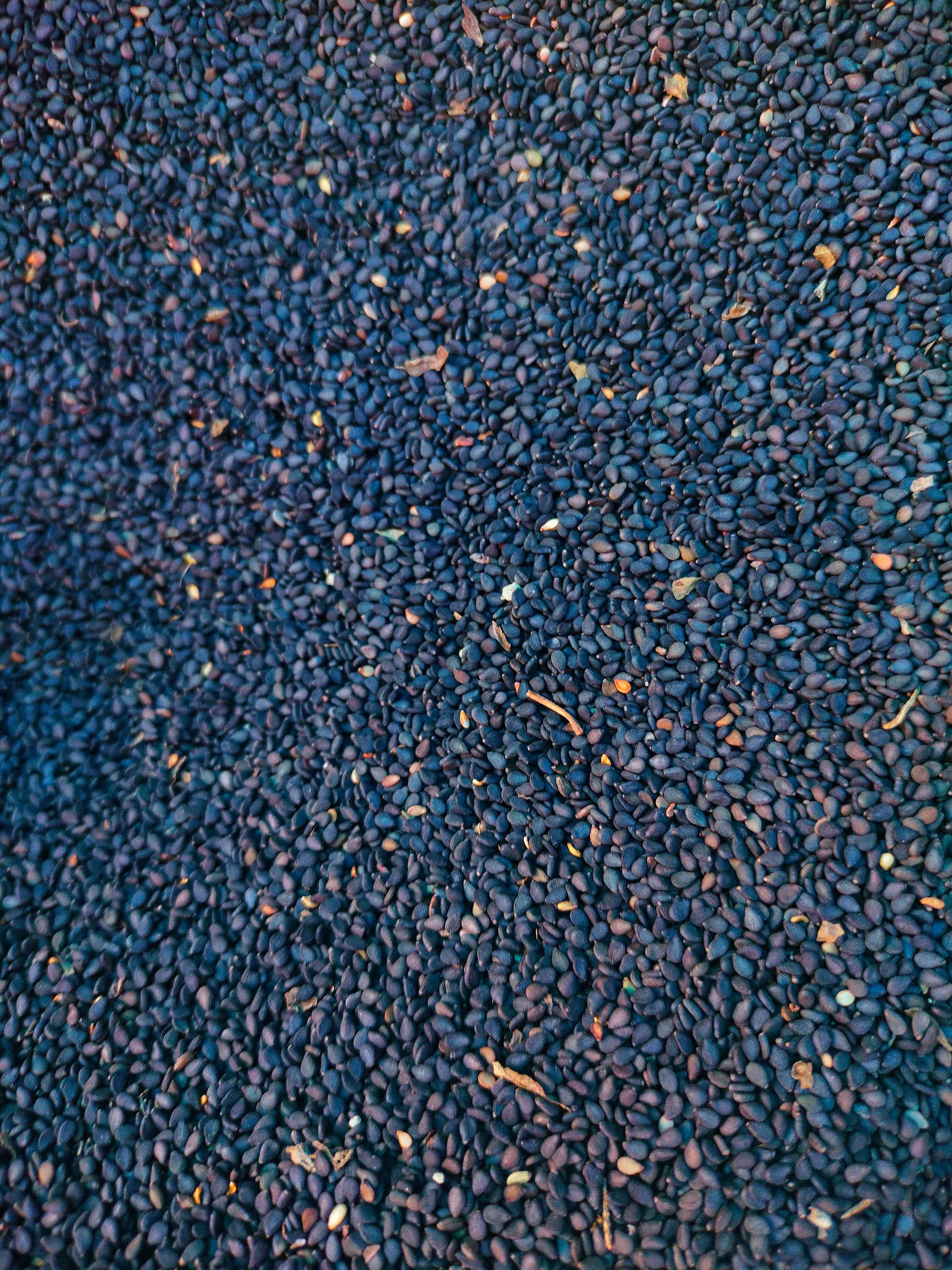 Health Benefits of Black Sesame (image credits: wikimedia)