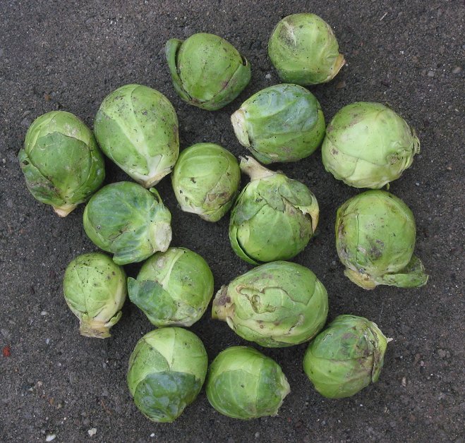 Brussels Sprouts (image credits: wikimedia)