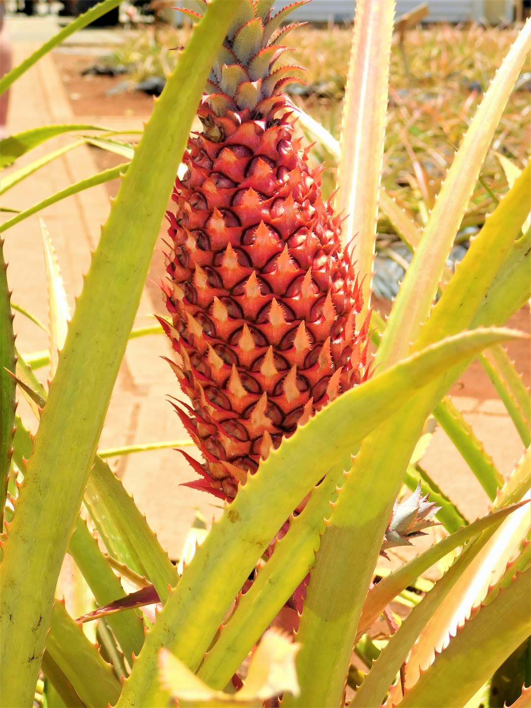 Pineapple: Tropical Treat with a Sugary Twist (image credits: unsplash)