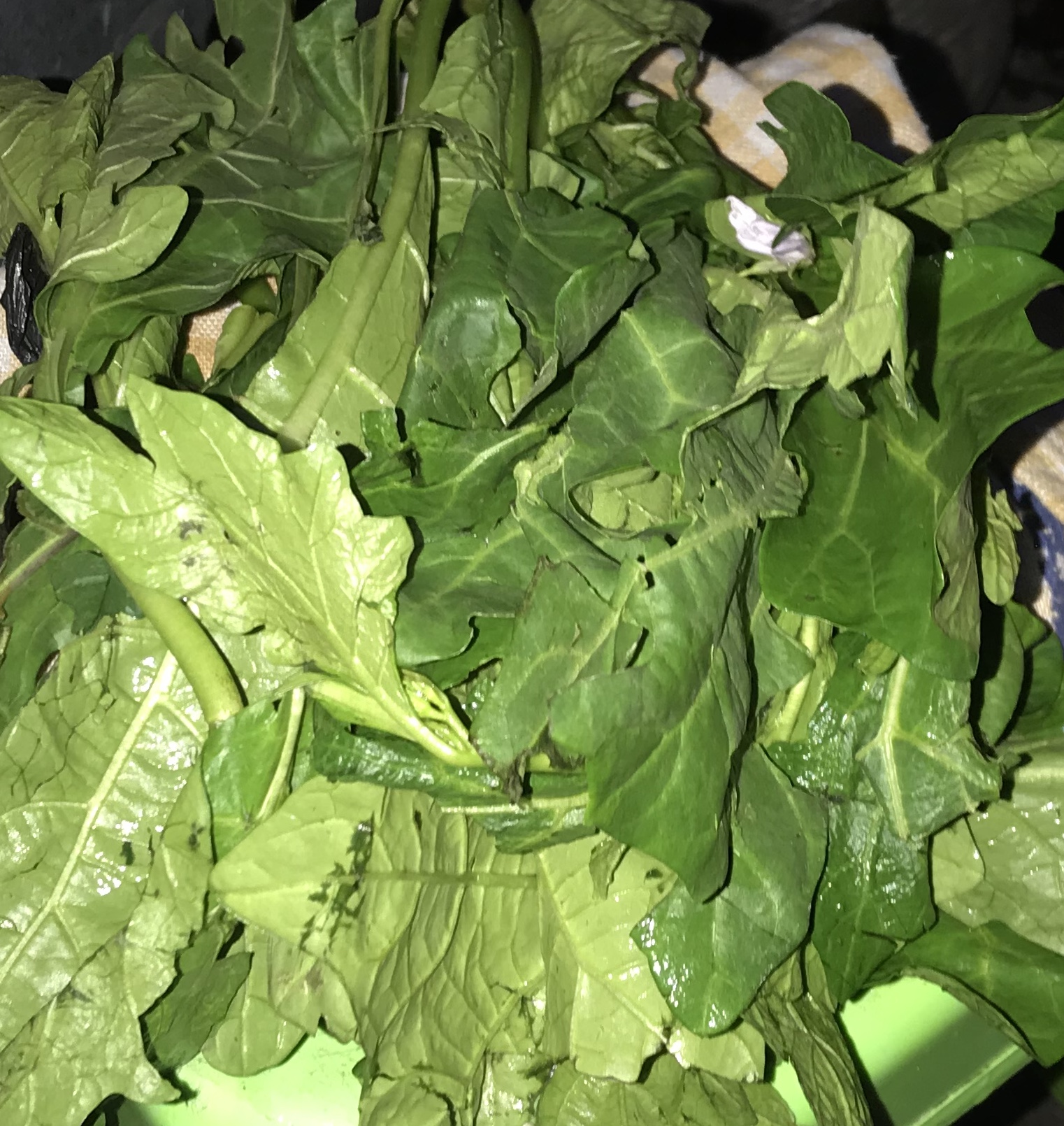 Spinach: The Green Giant of Energy (image credits: wikimedia)