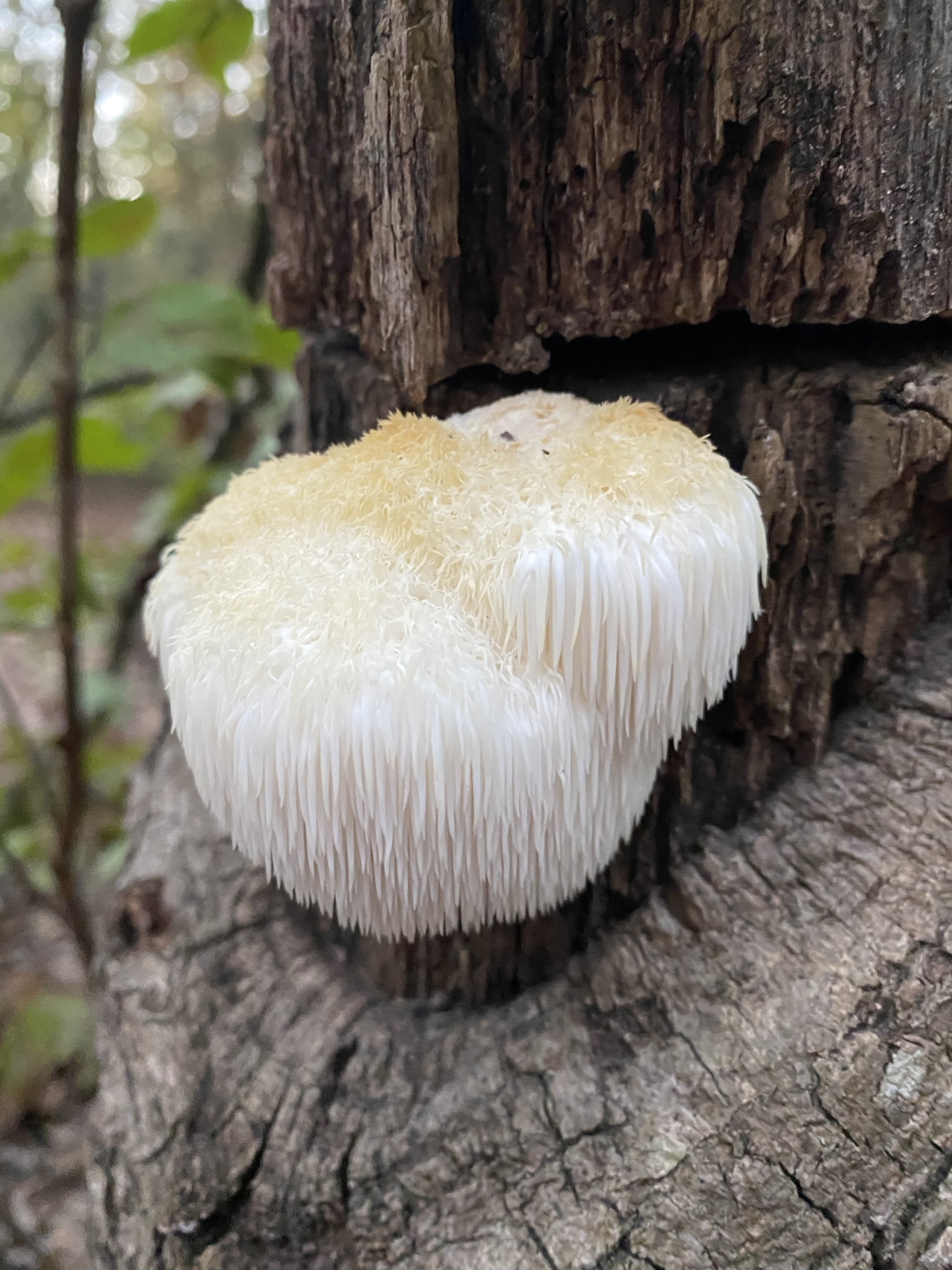 Lion’s Mane Mushroom: Brain Food Backed by New Research (image credits: wikimedia)