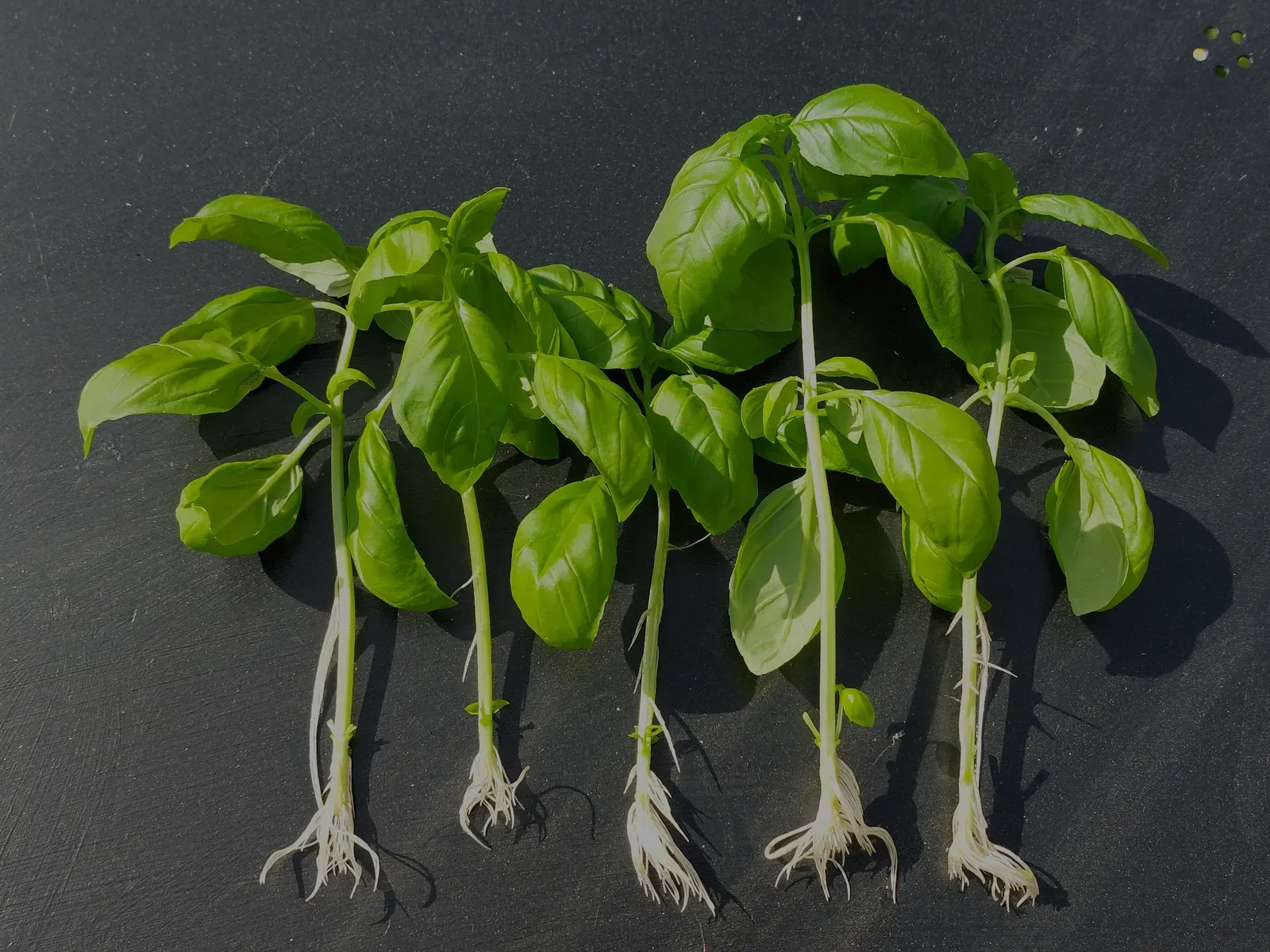 Basil: The Kitchen Superstar That Roots in Days (Image Credits: Wikimedia)