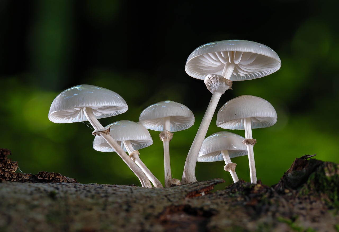 Mushrooms: The Unexpected Fall Star (image credits: pixabay)