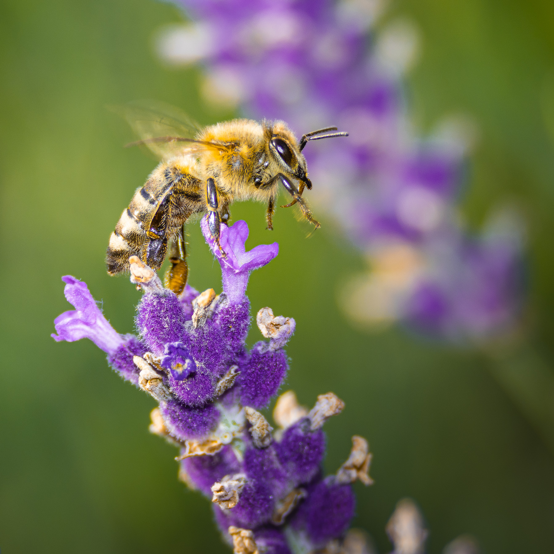 2. Lavender Honey (image credits: wikimedia)