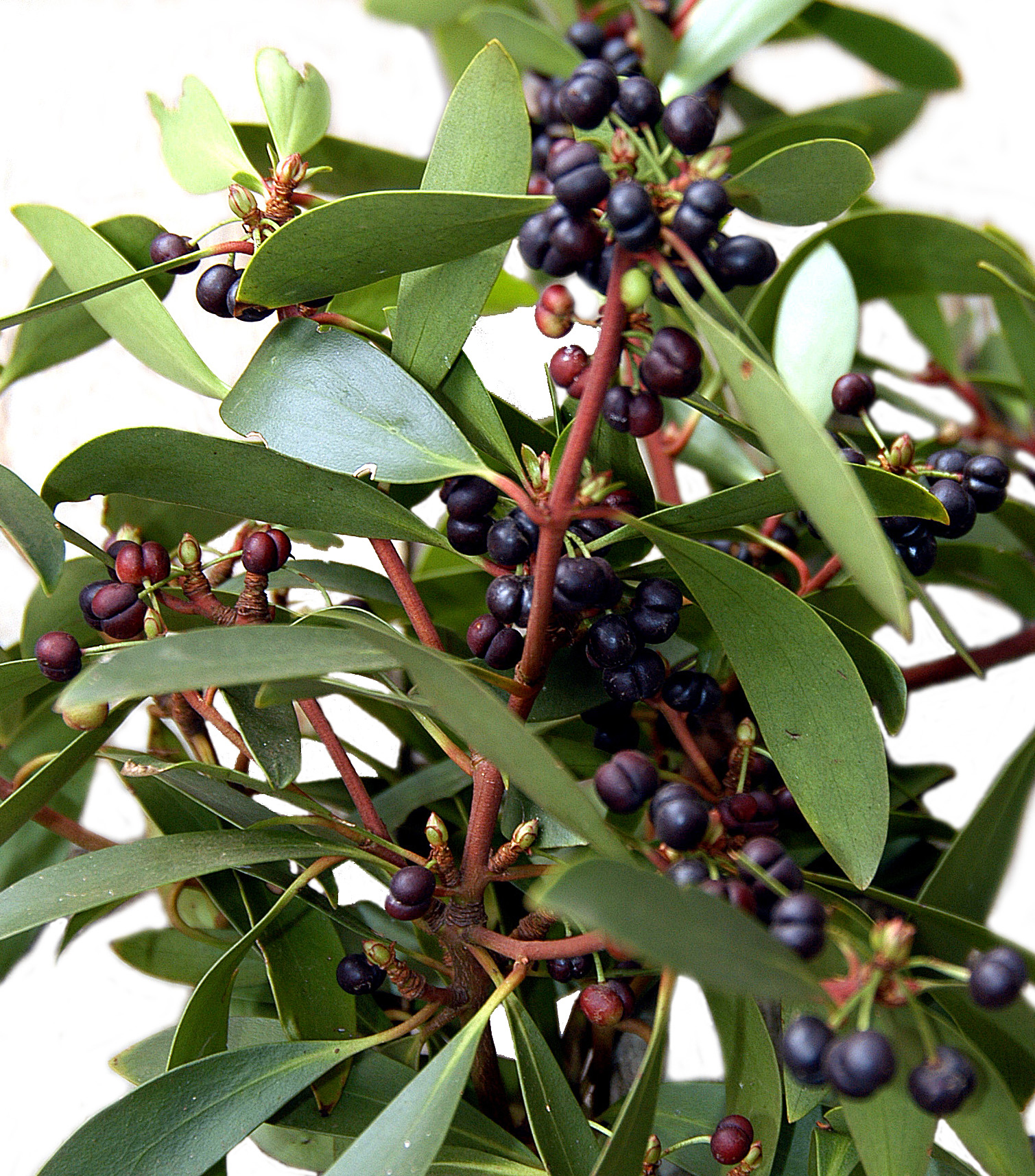 Chef Peter Gilmore Champions Australian Biodiversity in Sydney (image credits: wikimedia)