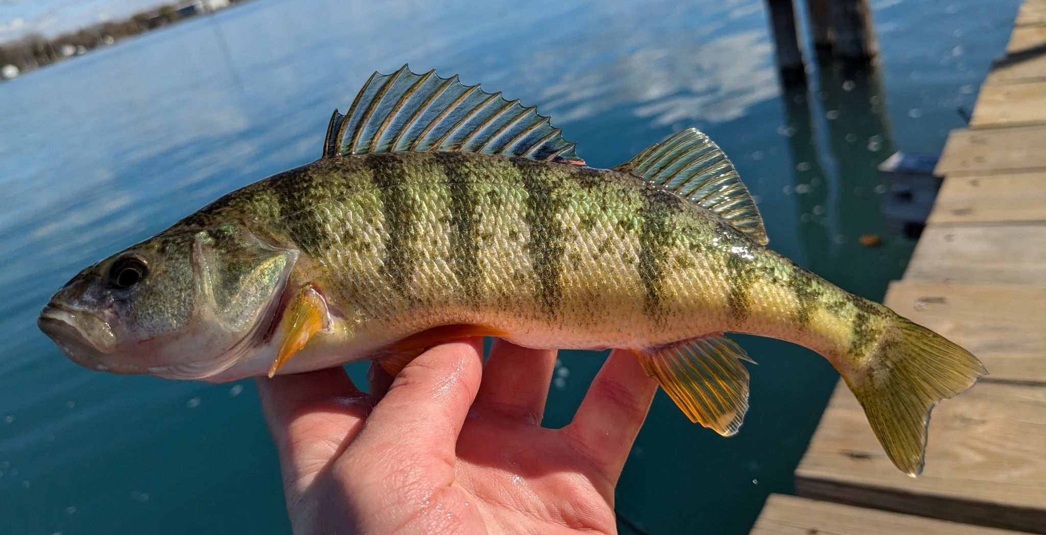 Yellow Perch - The Golden Table Fish (image credits: wikimedia)