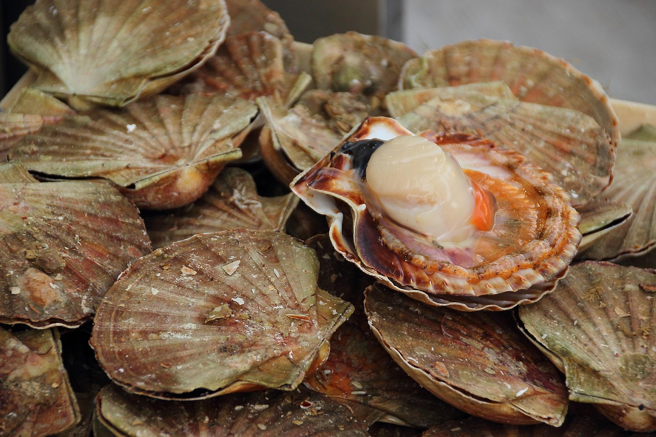 Healing Food #6: Shellfish (image credits: pixabay)