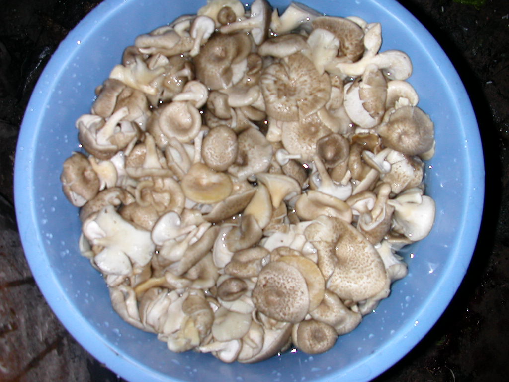 Mushrooms Absorb Too Much Water When Washed (image credits: wikimedia)