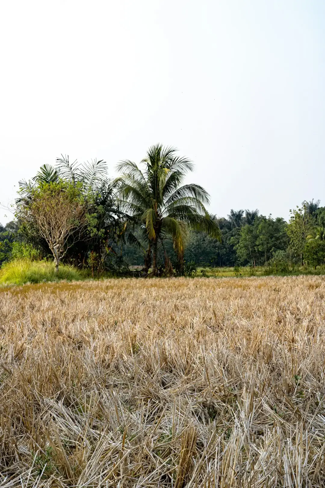 Climate Change Threatens Indigenous Crops and Traditional Dishes (Image Credits: Unsplash)