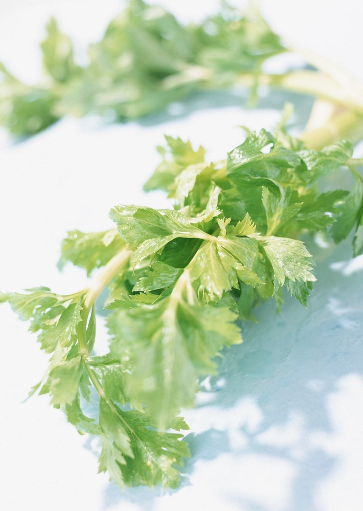 Celery: The Old-School Blood Pressure Remedy (image credits: rawpixel)
