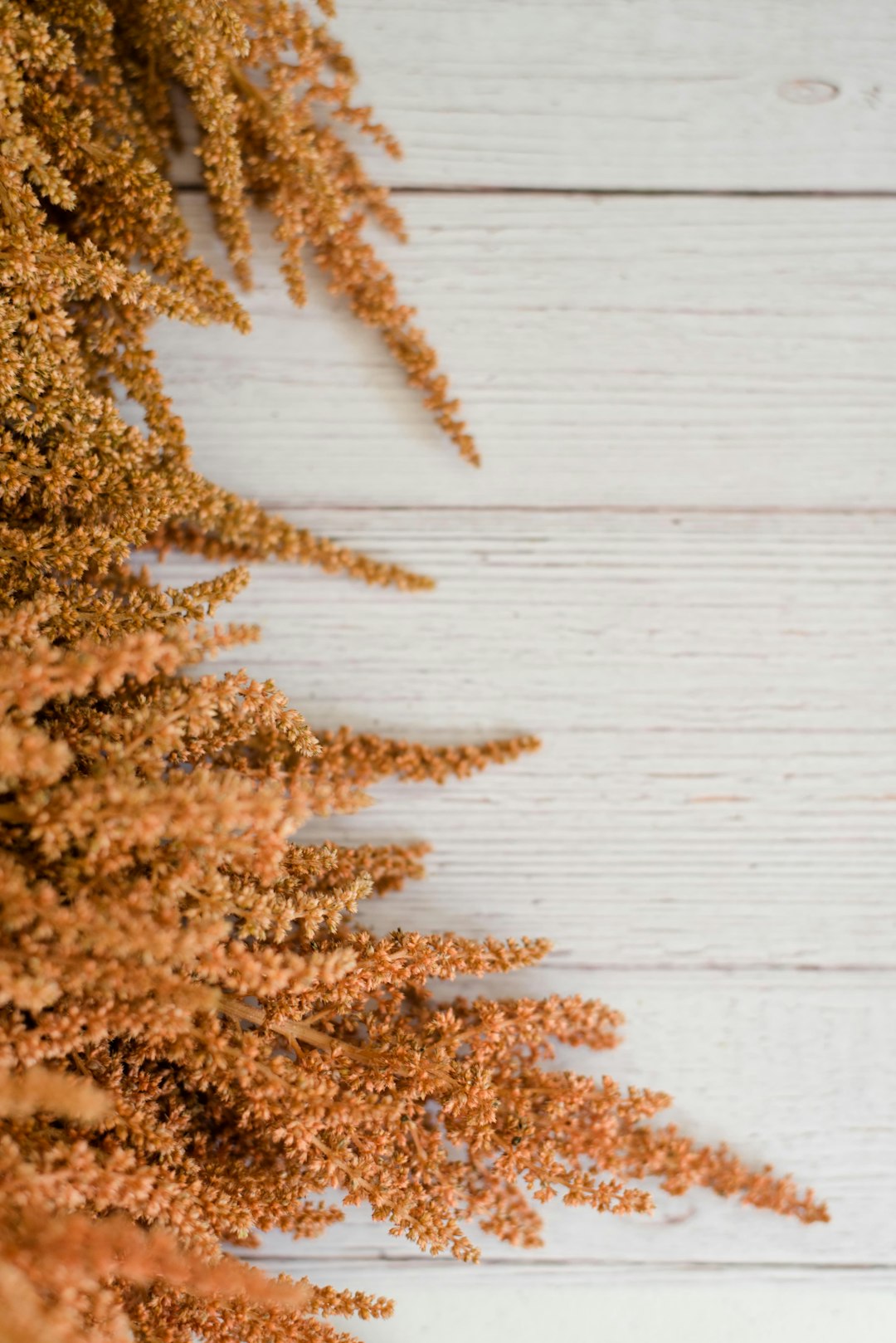Amaranth: The Protein-Rich Grain of the Aztecs (image credits: unsplash)