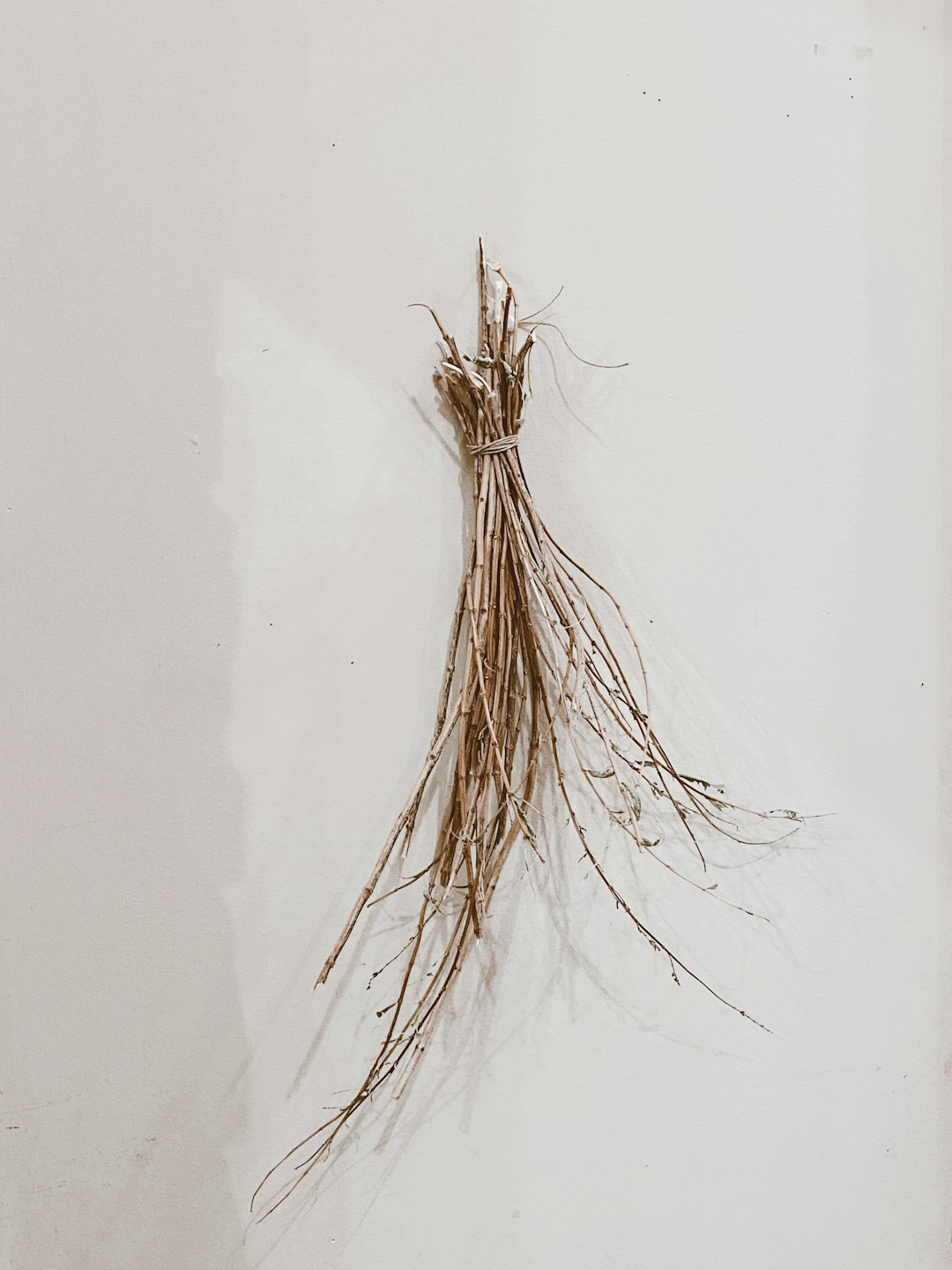 Chicory Root: The Gut Microbiome’s Superstar (image credits: unsplash)