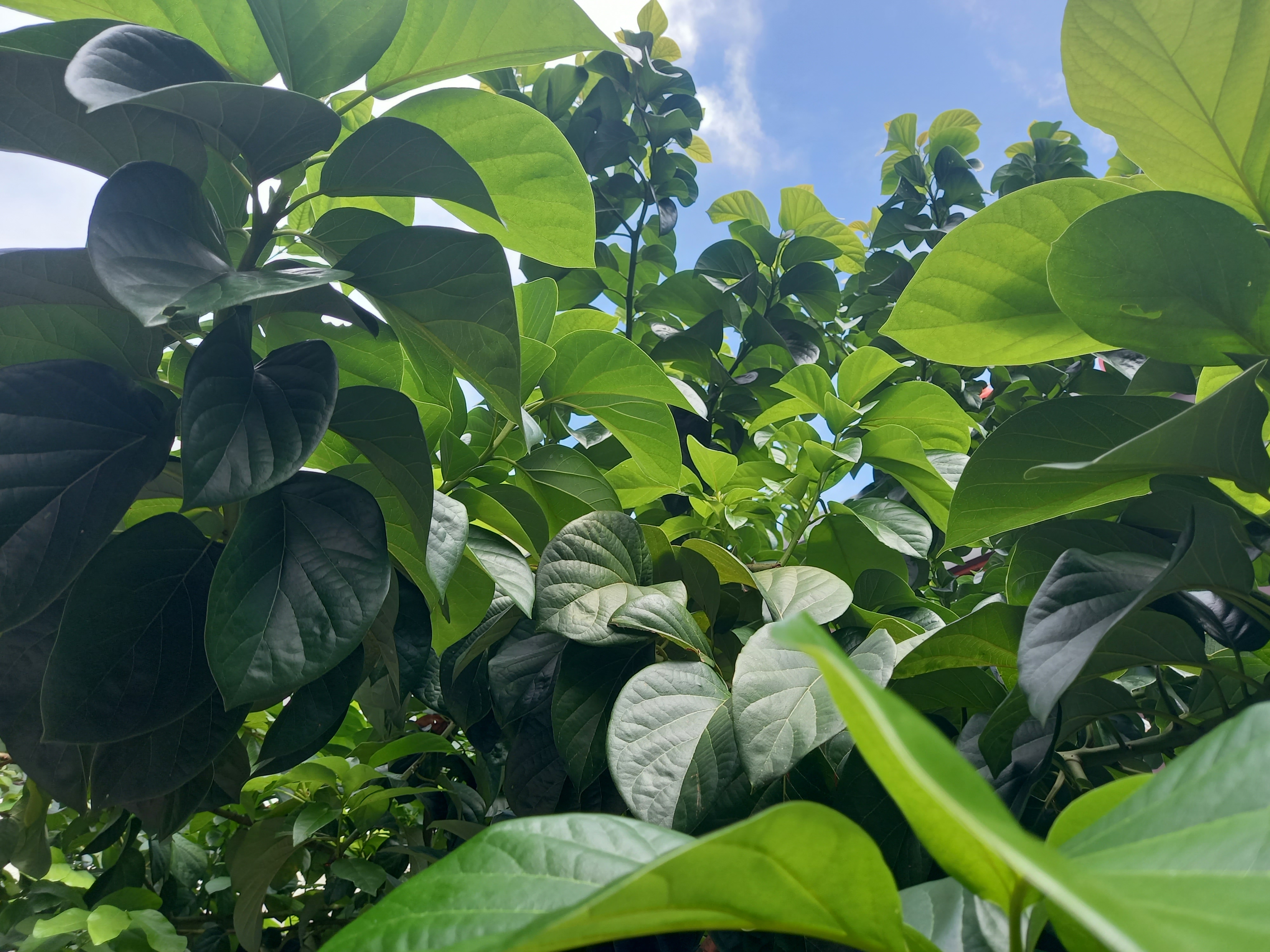 7. Avocado Leaves: A Surprising Cholesterol Ally (image credits: wikimedia)
