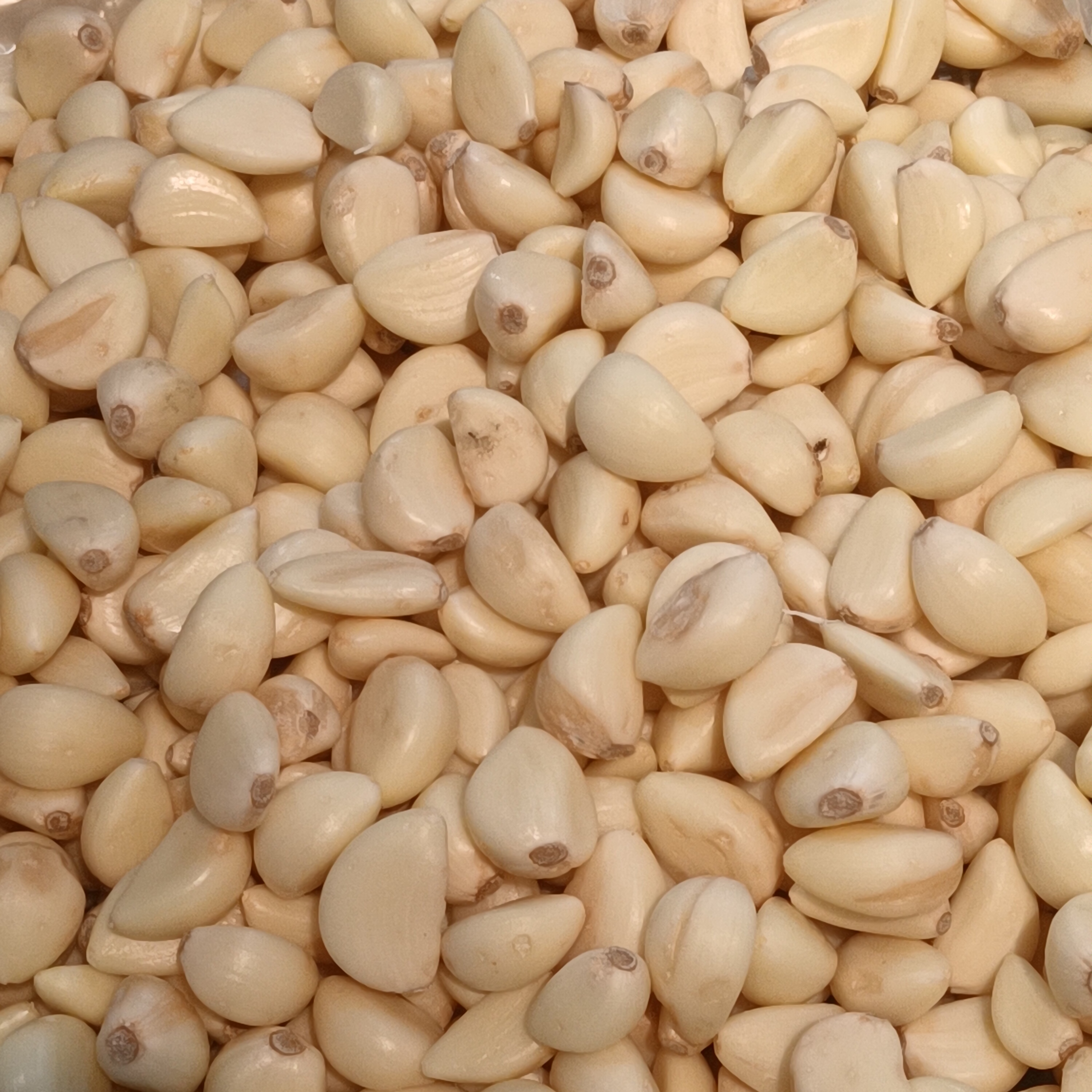 Garlic: The Flavorful Medicinal Herb (image credits: wikimedia)