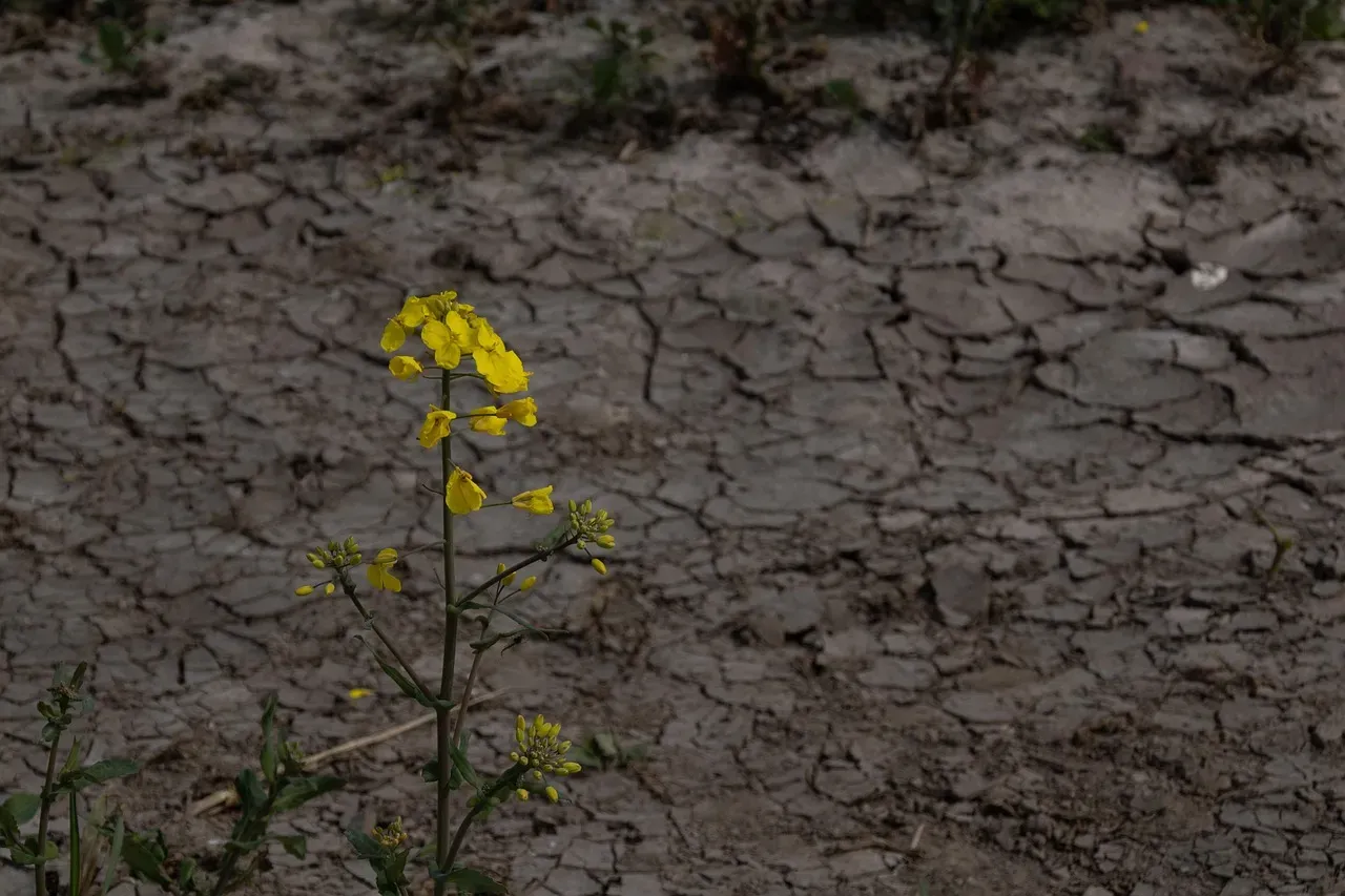 Climate Change Is Altering the Building Blocks of Food (Image Credits: Pixabay)
