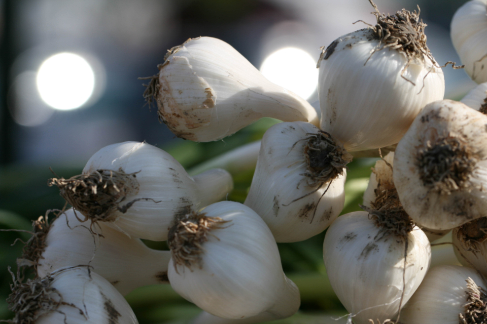 Fresh Unpeeled Garlic - Nature's Flavor Powerhouse (image credits: stocksnap)