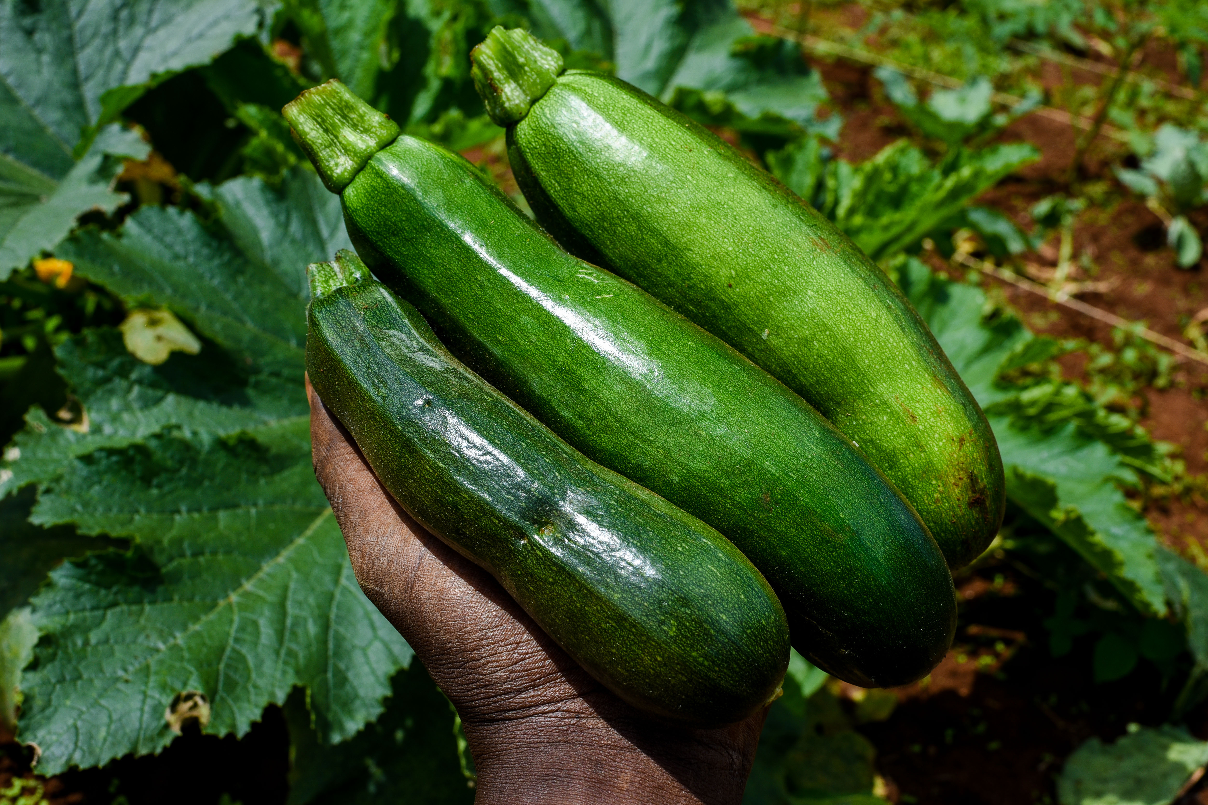Zucchini: Summer’s Gentle Giant (image credits: wikimedia)