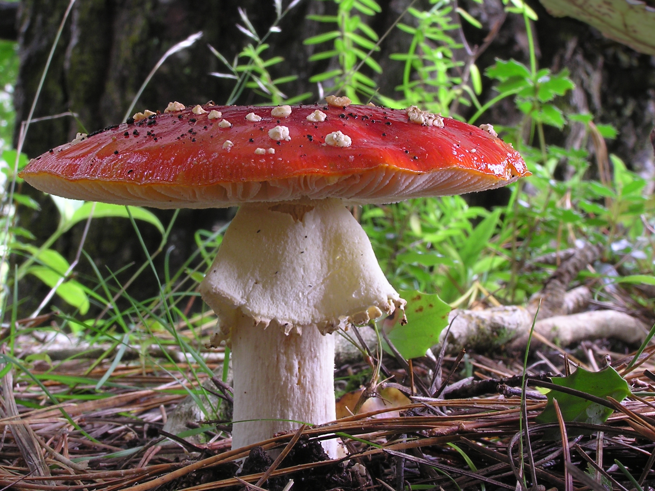 The Earthy Richness of Mushrooms (image credits: wikimedia)