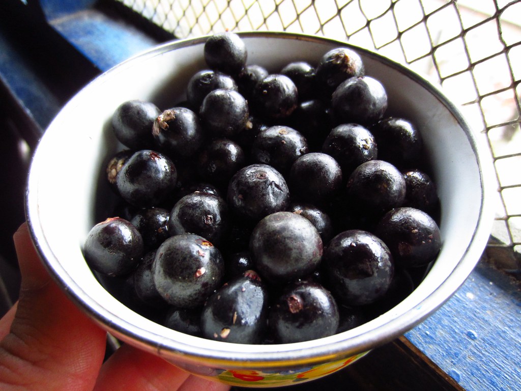 Acai Berry - The Frozen Purple Champion (image credits: flickr)