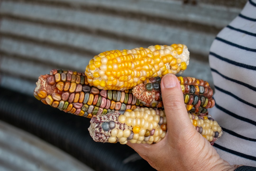 Corn Was Nothing Like Today's Sweet Yellow Kernels (image credits: unsplash)
