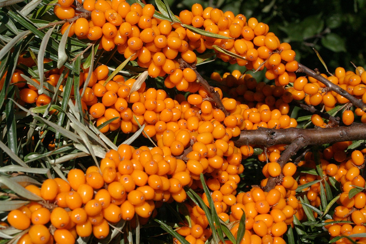 Sea Buckthorn: The Super Berry from the Sea (image credits: pixabay)