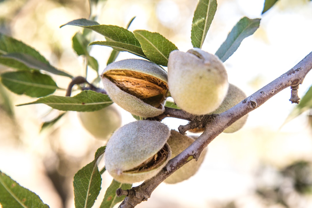 Almonds: California's Nut Export Facing Challenges (image credits: unsplash)