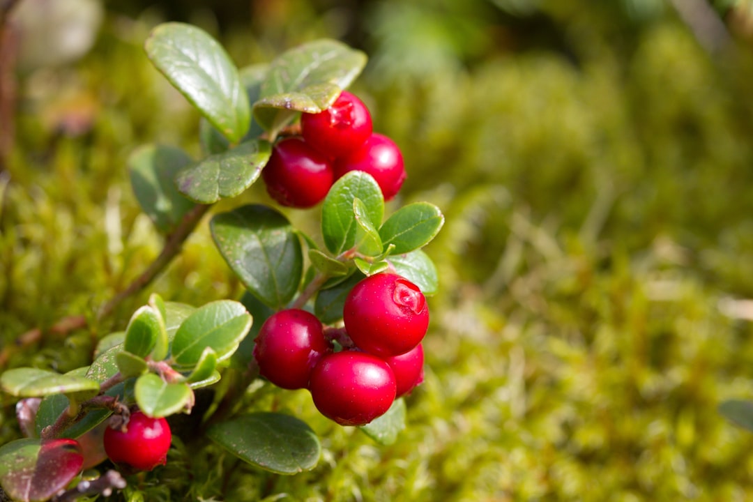 Lingonberry - The Nordic Powerhouse (image credits: unsplash)
