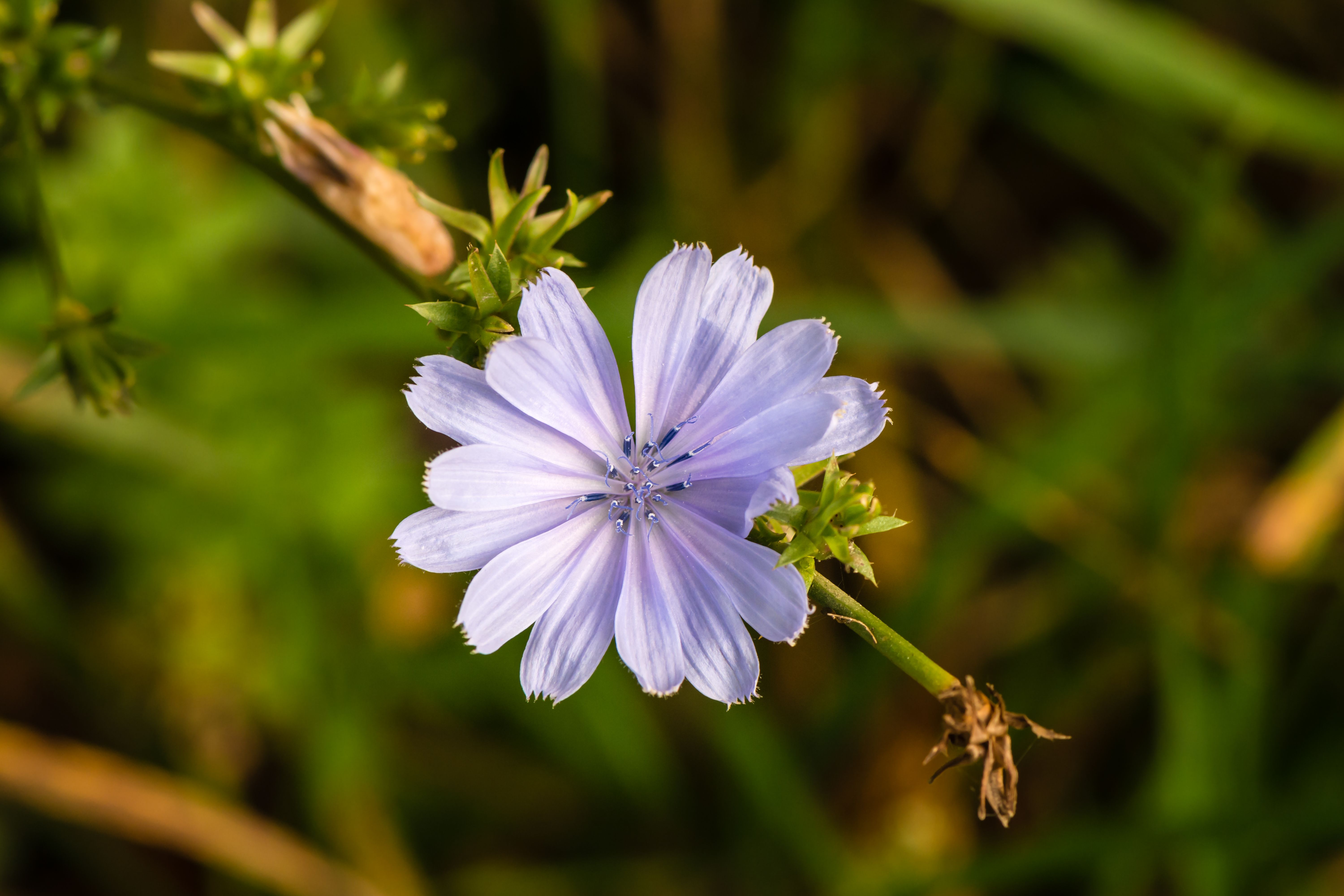 Chicory - The Bitter Truth About Nutrition (image credits: By Uoaei1, CC BY-SA 4.0, https://commons.wikimedia.org/w/index.php?curid=37721716)