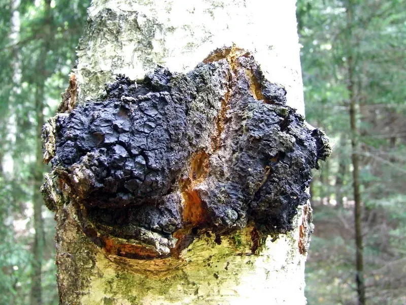 Chaga: The Antioxidant Powerhouse (By Tocekas, CC BY-SA 3.0)