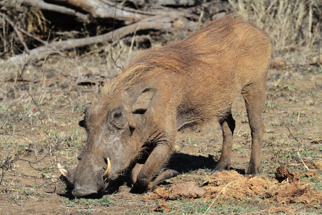 Wild Boar: Pork's Adventurous Brother (image credits: unsplash)